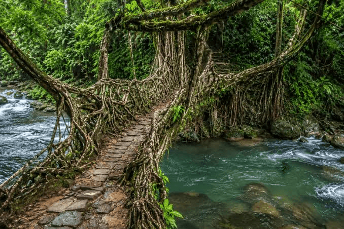 Meghalaya & Shillong Tour