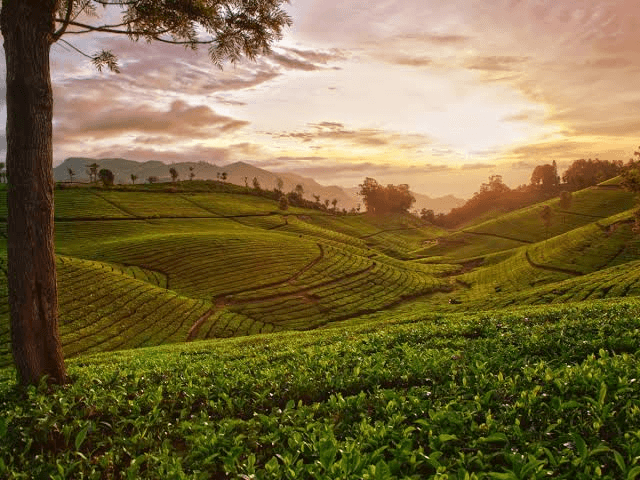Ooty-Mysore Holiday Package